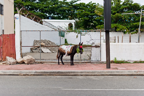 Beckner_Dominican_Republic_Cabarete_2009NYE