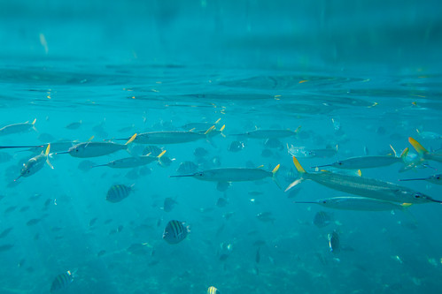 Snorkeling, Dominican Republic