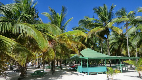 Dominican-Republic - Palm trees - paradise