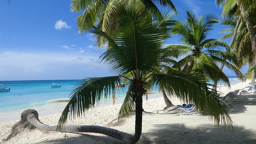 Dominican-Republic - a horizontal Palm @ Island of Saona