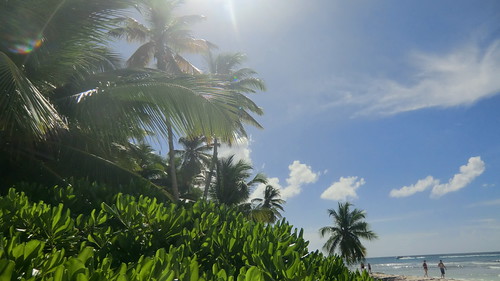 Dominican-Republic - Island of Saona -  Palms at the beach