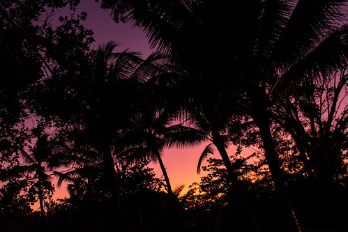 Palm Trees & Sunset