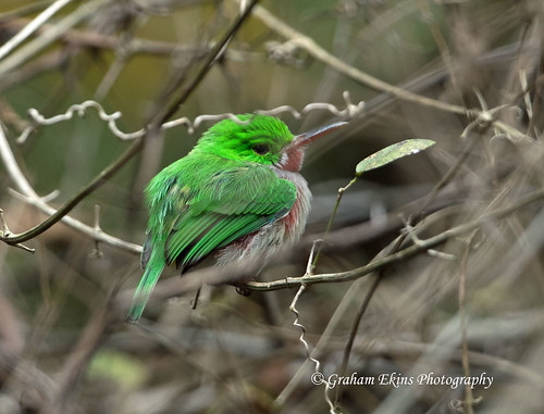 Broad-billed Tody, Parque Nacional Sierra de Bahoruco, Dominican Republic, Endemic.