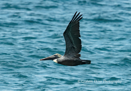 Brown Pelican adult, Cabo Rojo, Dominican Republic,