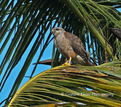 Ridgway’s Hawk, female, Parque Nacional los Haitises, Dominican Republic, rare Endemic,