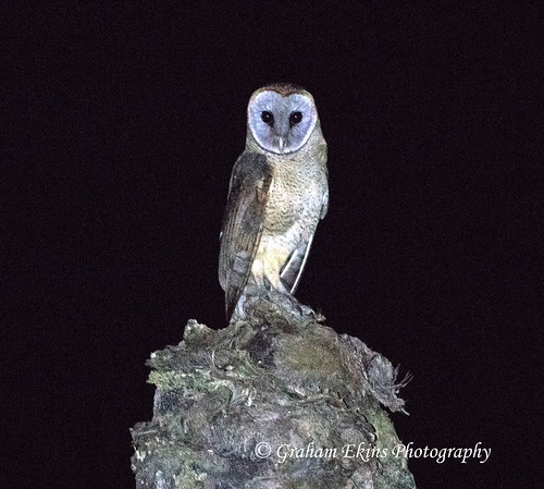 Ashy-faced Owl, Monte Plata, Dominican Republic, Endemic, Tyto glaucops,