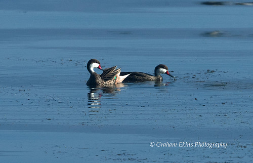 White-cheeked Pintail, Lago Enriquillo, Dominican Republic,