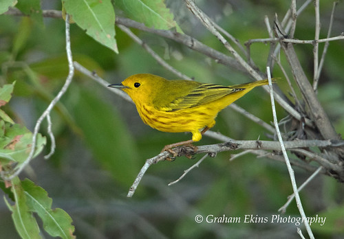 Yellow Warbler, male, Cabo Rojo, Pedernales, Dominican Republic,