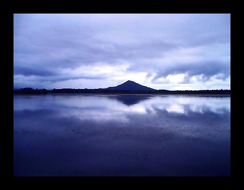 Mangrove...