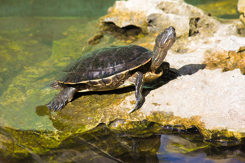 Turtle, Dominican Republic