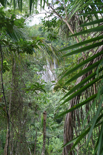 lush vegetation, Dominican Republic