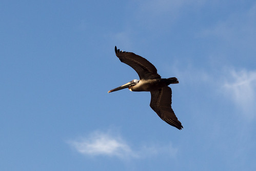 Pelican Sky