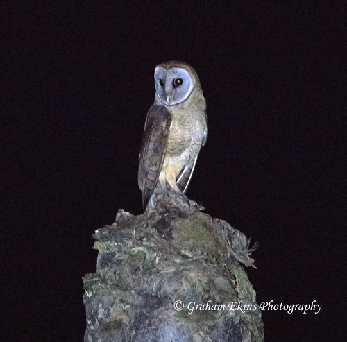 Ashy-faced Owl, Monte Plata, Dominican Republic, Endemic, Tyto glaucops,