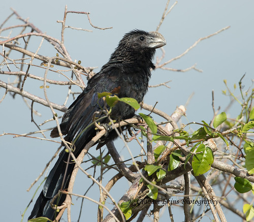 Smooth-billed Ani, hotel grounds, Punta Cana, Eastern Dominican Republic,